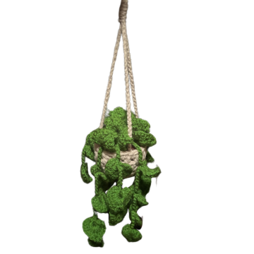 Hanging Plant
